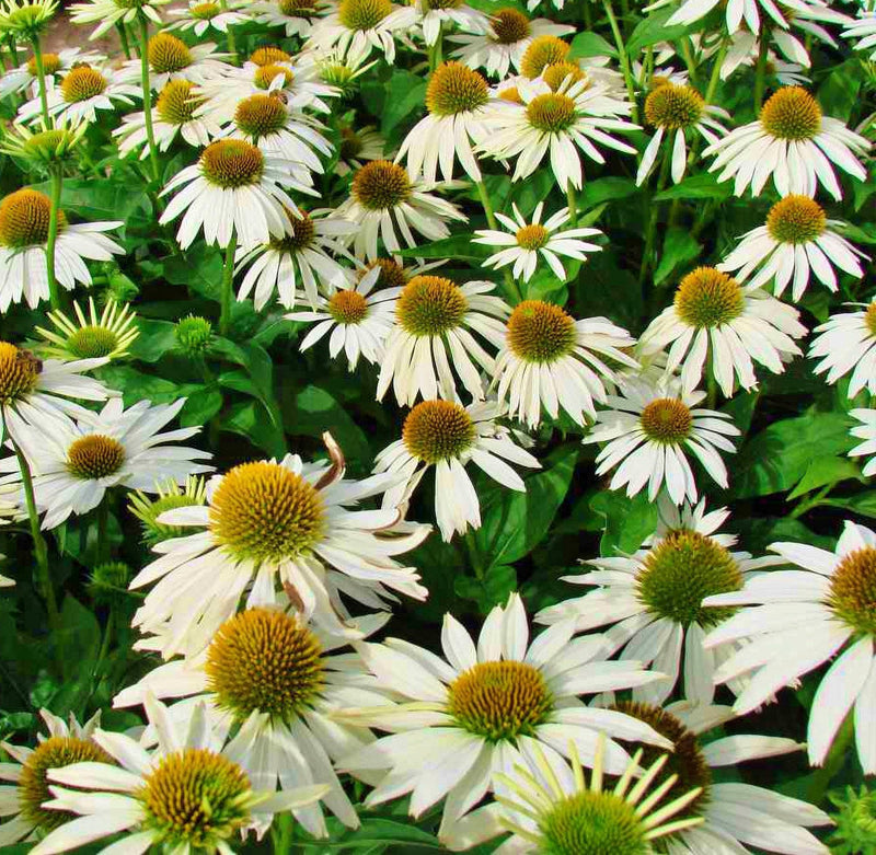 White Swan Echinacea - Perennial Flowering Herb Seeds | Zone 3 Hardy Plants