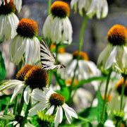 White Swan Echinacea - Perennial Flowering Herb Seeds | Zone 3 Hardy Plants