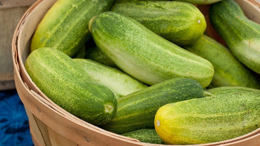 Muncher Cucumber Seeds - Heirloom, Dual Purpose, Burpless Vegetable Garden Variety