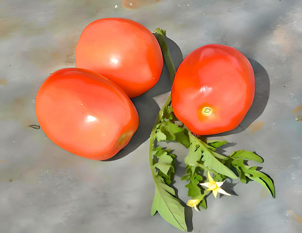 Ruby Tomatoes Northern Ruby Paste, Tomato, Heirloom Seeds, Grown to Organic Standards ...