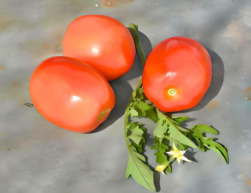 Northern Ruby Paste Tomato