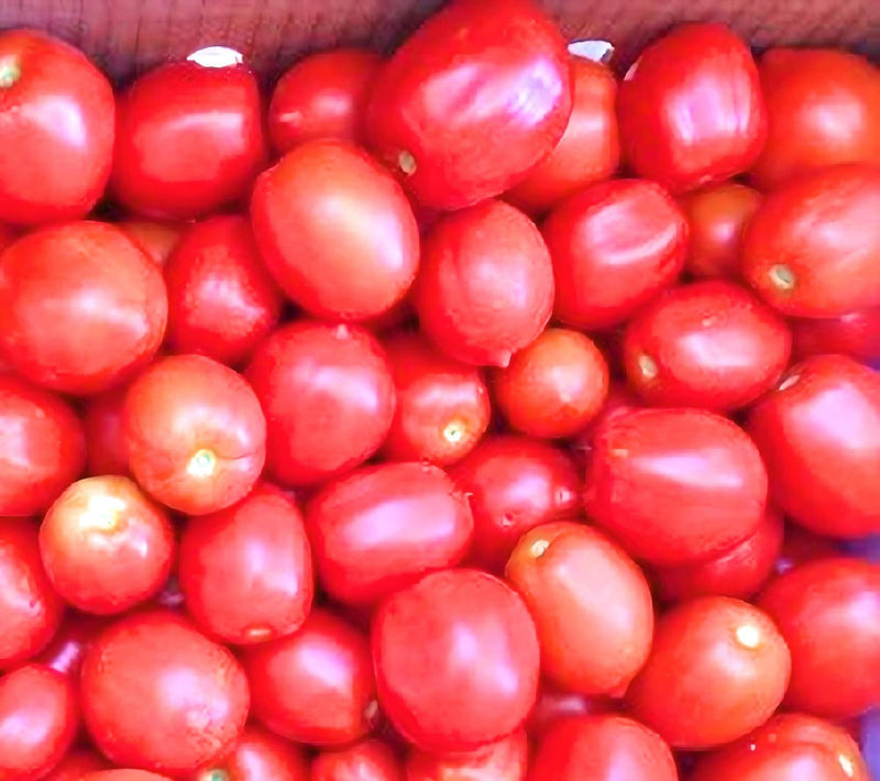 Northern Ruby Paste Tomato