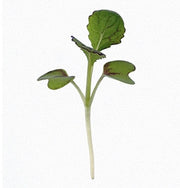 Japanese Giant Garnet Mustard - Non GMO Open Pollinated Seeds, Annual Mustard Plant for Garden