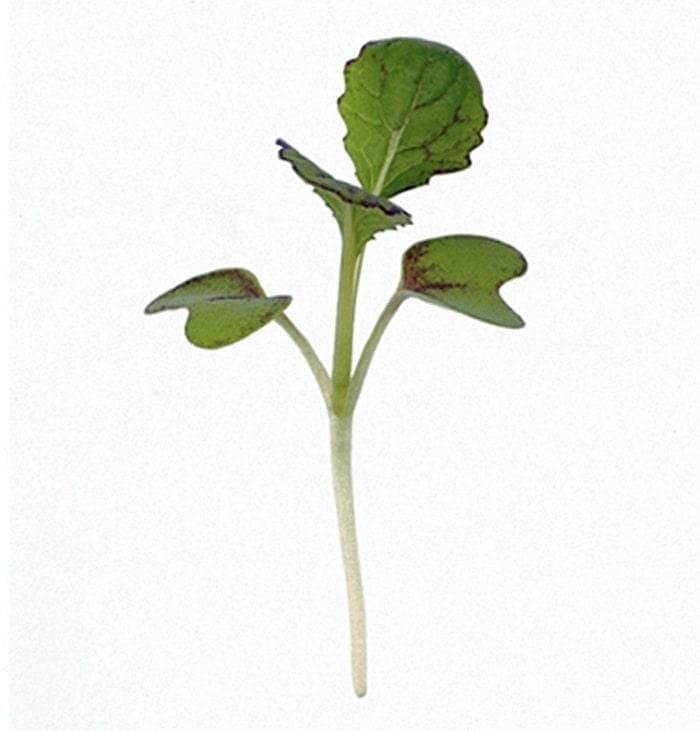 Japanese Giant Garnet Mustard - Non GMO Open Pollinated Seeds, Annual Mustard Plant for Garden