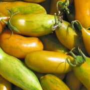 Green Sleeves Tomato