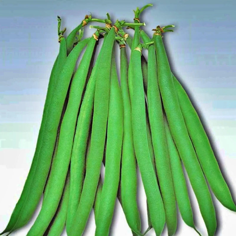 Masai Bush Beans – Disease Resistant Heirloom Vegetable Seeds for Container Gardens