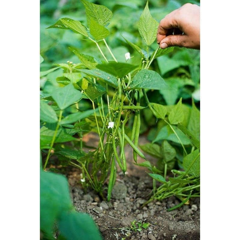Masai Bush Beans – Disease Resistant Heirloom Vegetable Seeds for Container Gardens