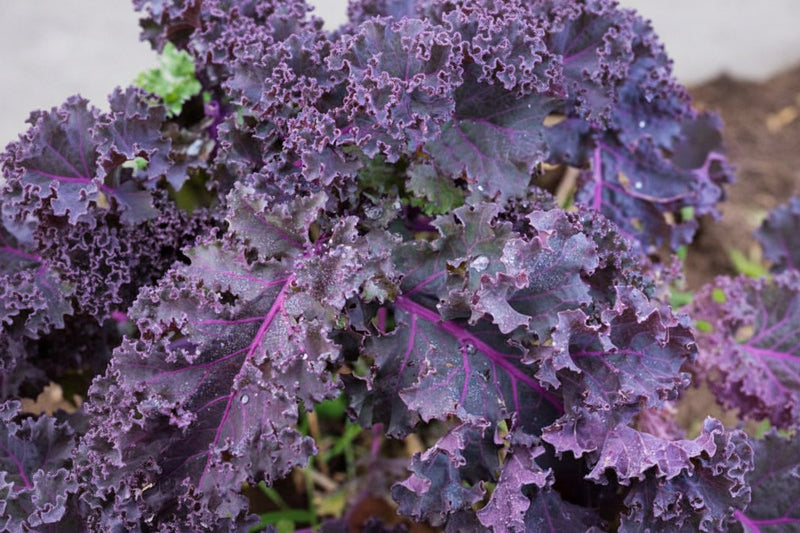 Frisé Rouge Kale - Heirloom Purple Stem Seeds | Organic, Nutrient Rich Greens