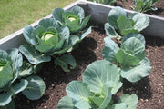 Premier Kale Seeds - Heirloom, Non GMO, Cold Hardy Leafy Green Vegetable