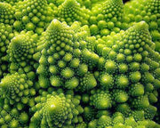 Romanesco Broccoli Seeds – Heirloom Italian Vegetable Garden Seeds, Non GMO