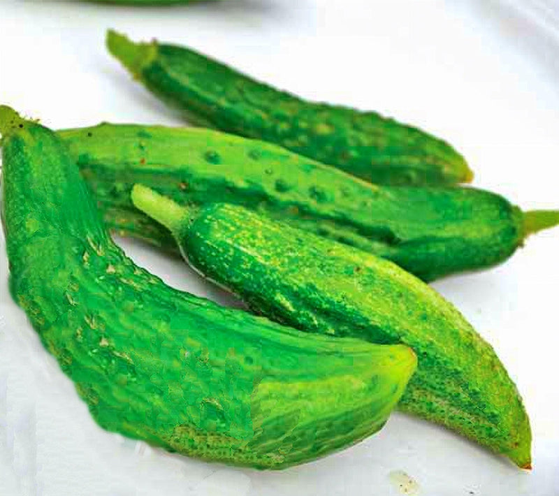 Parisian Pickling Cucumber - Heirloom Cornichon Seeds for Tiny Sweet Pickles