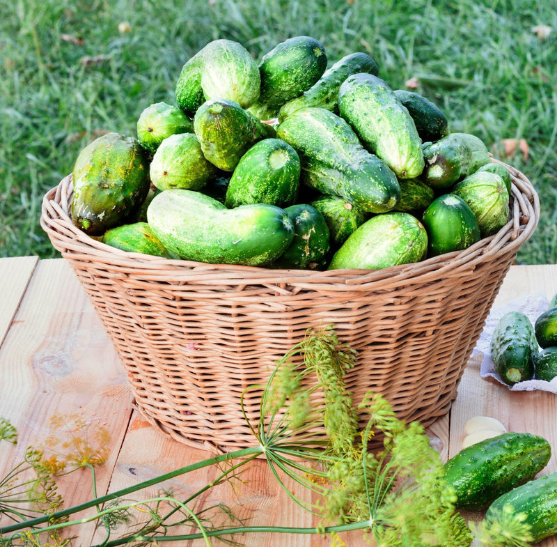 Parisian Pickling Cucumber - Heirloom Cornichon Seeds for Tiny Sweet Pickles