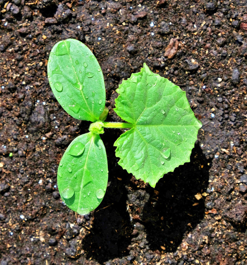 Parisian Pickling Cucumber - Heirloom Cornichon Seeds for Tiny Sweet Pickles