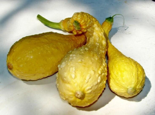 Crookneck Summer Squash - Heirloom Yellow Seeds | Non GMO, Open Pollinated
