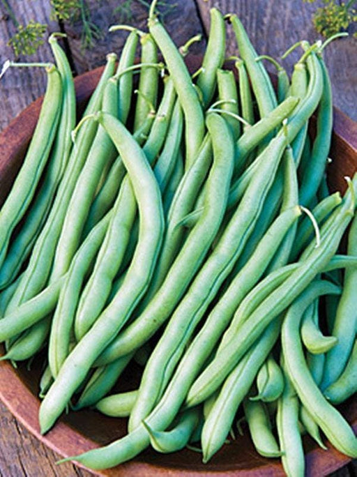 Blue Lake Bush Beans - Heirloom Green Beans | Easy To Grow Snap Bean Pods