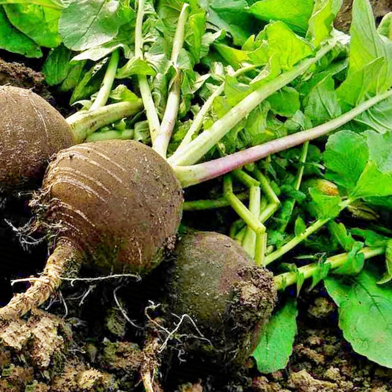 Black Spanish Radish - Heirloom Round Root Vegetable Seeds | Box Garden