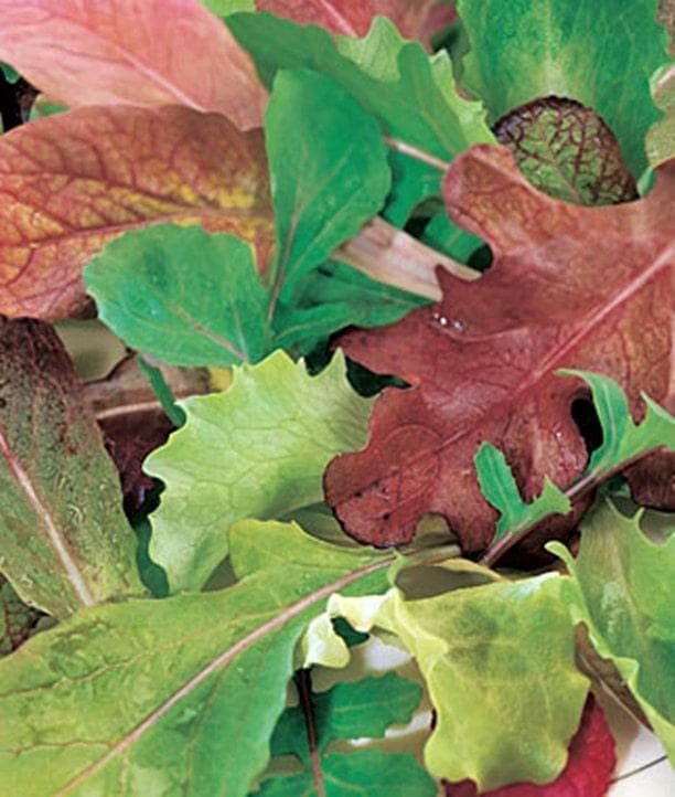 Mesclun Mix Seeds – Gourmet Greens Mix | Heirloom, Organic Salad Kit