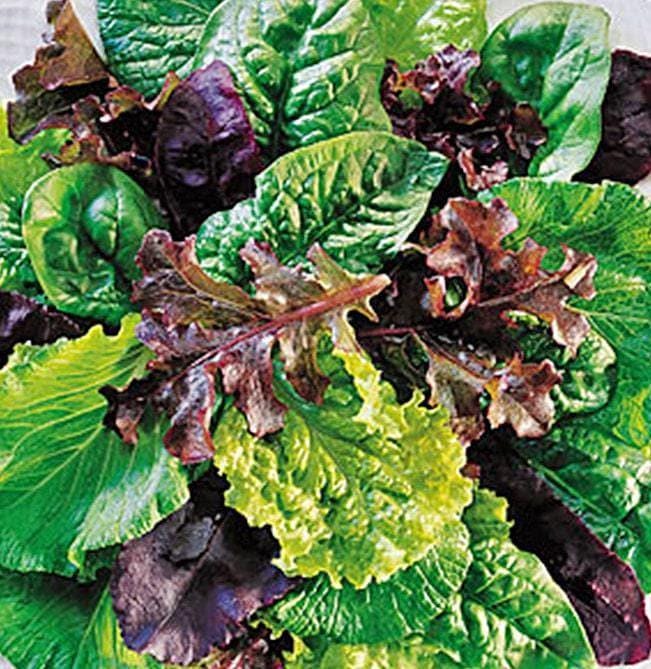 Mesclun Mix Seeds – Gourmet Greens Mix | Heirloom, Organic Salad Kit