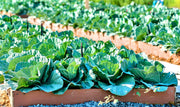 Early Golden Acre Cabbage - Heirloom Vegetable Garden Seeds | Firm Green Roundhead