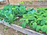 Early Golden Acre Cabbage - Heirloom Vegetable Garden Seeds | Firm Green Roundhead