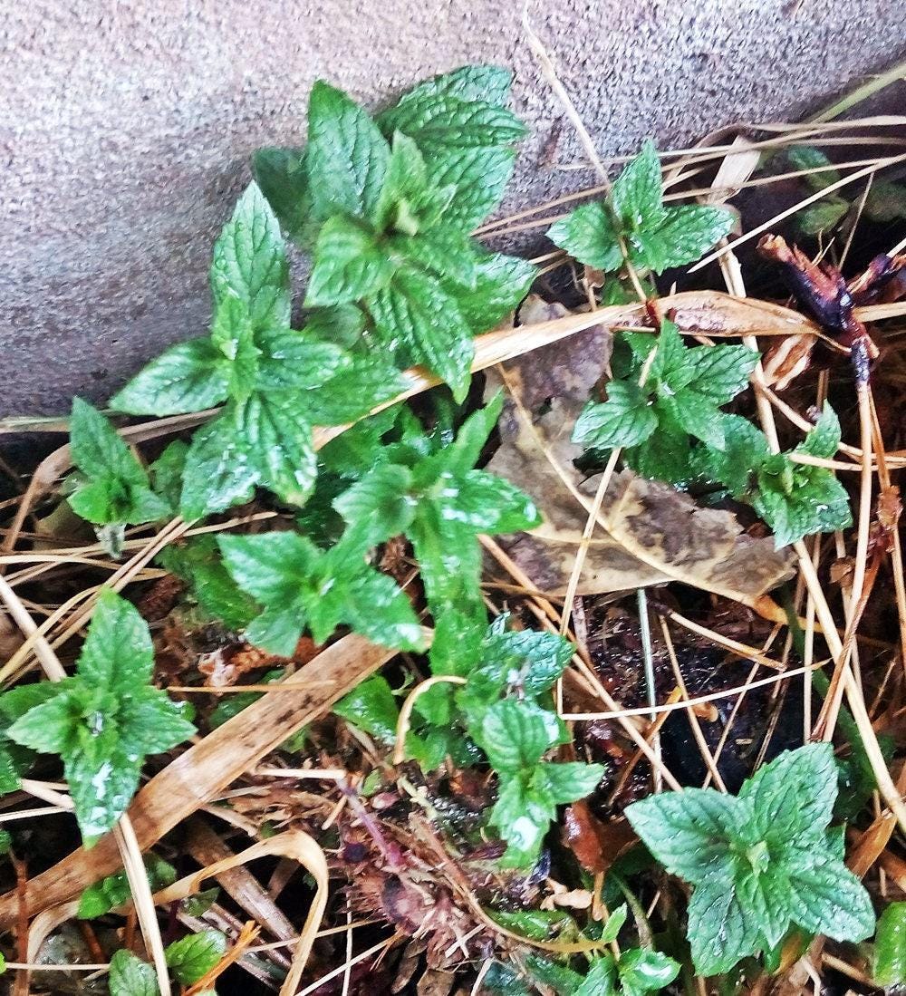 Peppermint