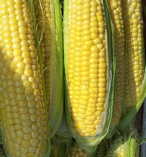 Golden Bantam Corn - Early Sweet Corn Seeds | Drought Tolerant & Freeze Friendly