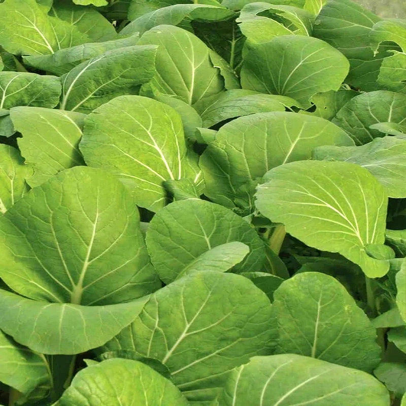 Japanese Komatsuna Seeds – Heirloom Mustard Greens | Cold Hardy Leafy Greens