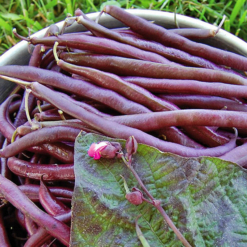 Royalty Purple Pod Beans - Bush Bean Seeds | Heirloom Vegetable Garden