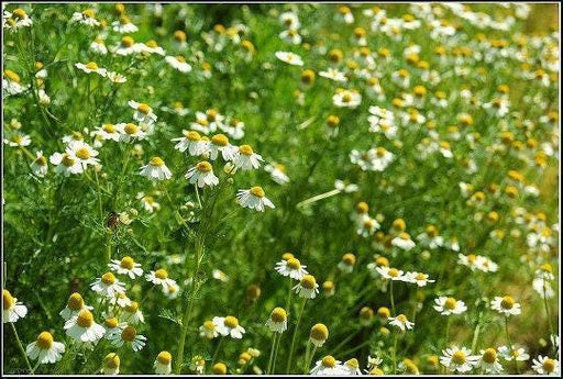 Roman Chamomile