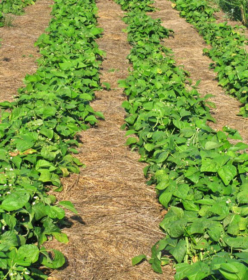 Royalty Purple Pod Beans - Bush Bean Seeds | Heirloom Vegetable Garden