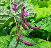 Royalty Purple Pod Beans - Bush Bean Seeds | Heirloom Vegetable Garden