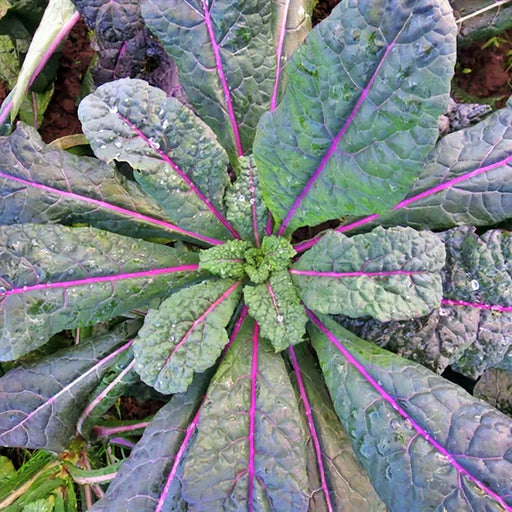 Dazzling Blue Kale - Heirloom Seeds | Cold Tolerant, Blue Green Leaves, Pink Midrib