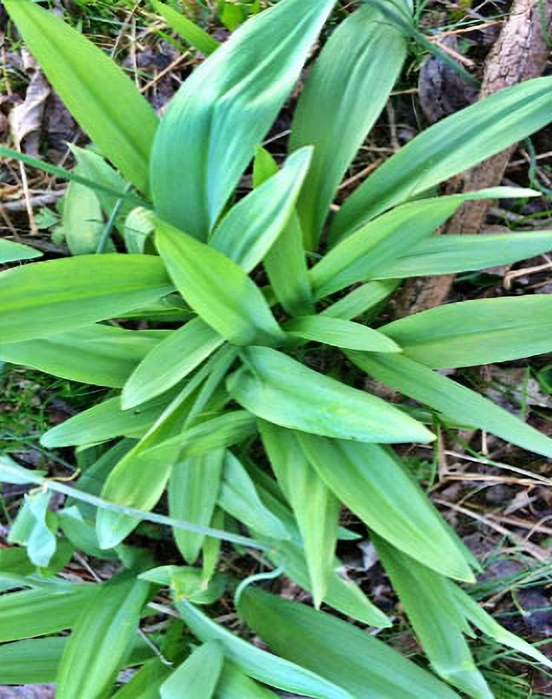 Wild Leeks Seeds – Organic Ramps Seeds | Allium Tricoccum Heirloom Garden