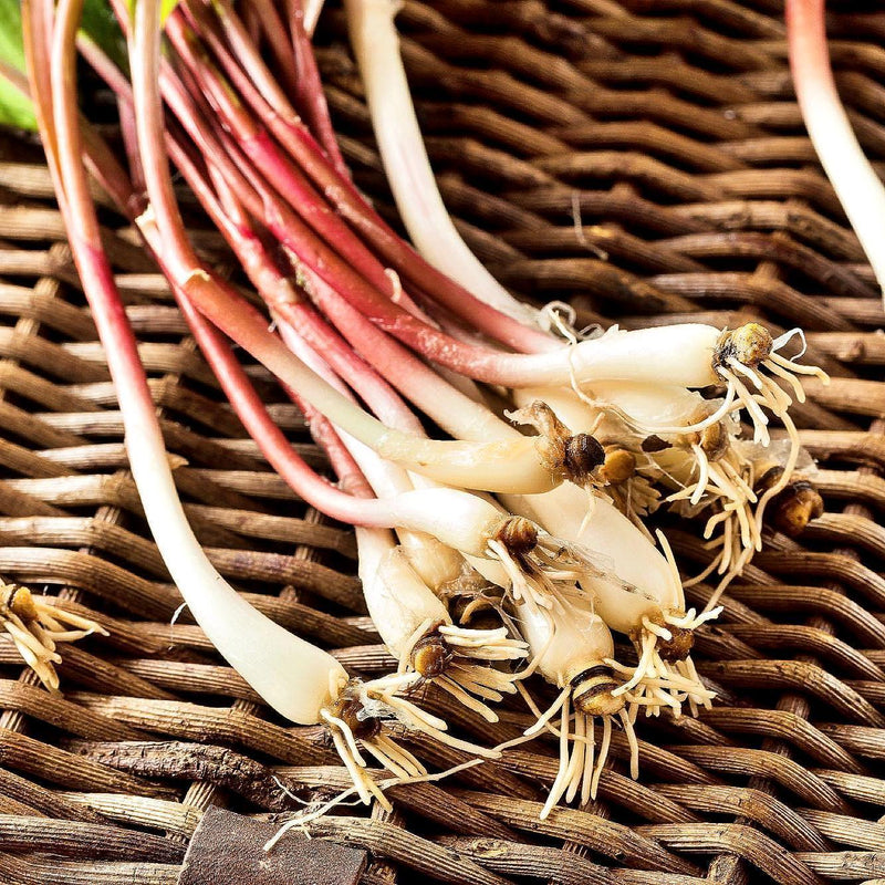 Wild Leeks Seeds – Organic Ramps Seeds | Allium Tricoccum Heirloom Garden