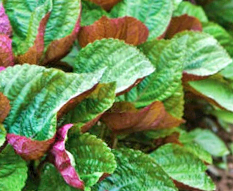 Jeok Ssam Shiso - Heirloom Perilla Seeds | Aromatic Asian Culinary Herb For Garden