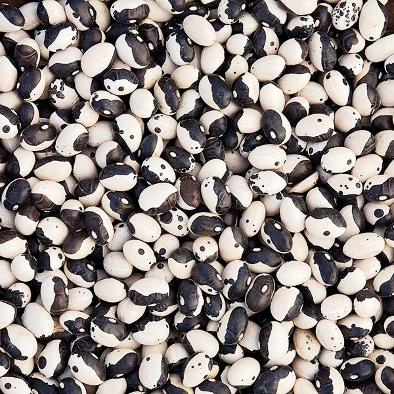 Calypso Dry Bush Beans – Heirloom Non GMO Seeds | Disease Resistant & Creamy Texture