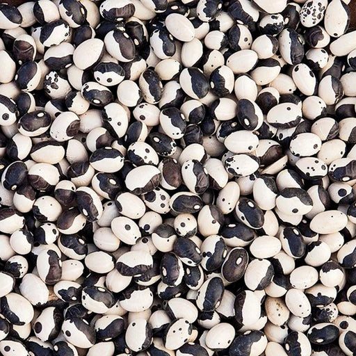 Calypso Dry Bush Beans – Heirloom Non GMO Seeds | Disease Resistant & Creamy Texture