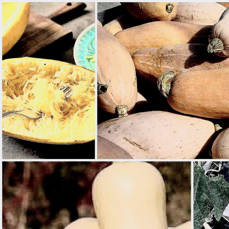 Winter Squash Seeds - Heirloom Vegetable Seed Collection | Non GMO Garden Seeds