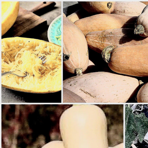 Winter Squash Seeds - Heirloom Vegetable Seed Collection | Non GMO Garden Seeds