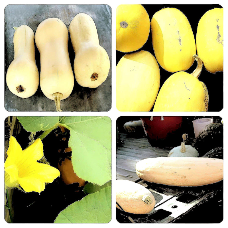 Winter Squash Seeds - Heirloom Vegetable Seed Collection | Non GMO Garden Seeds