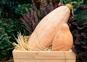 Winter Squash Seeds - Heirloom Vegetable Seed Collection | Non GMO Garden Seeds