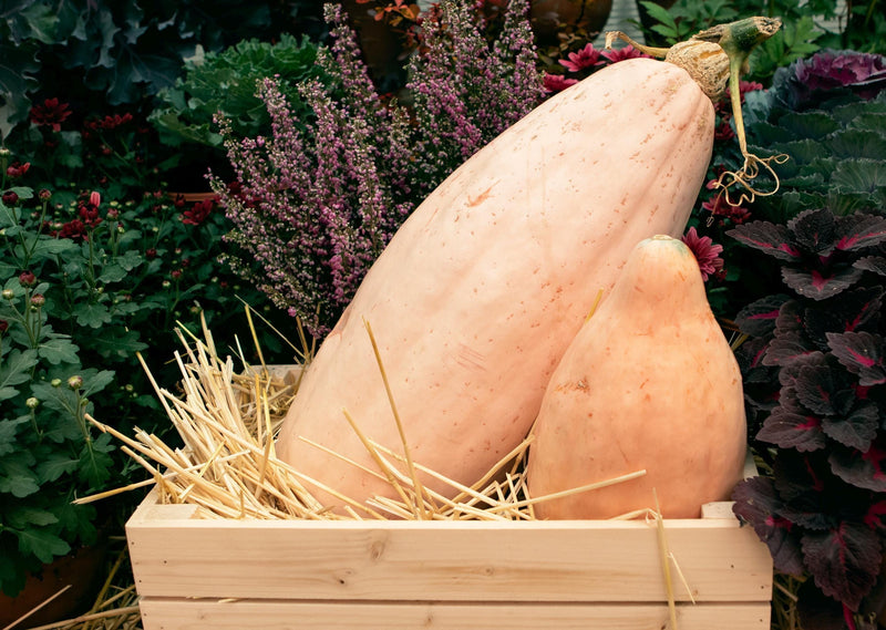 Winter Squash Seeds - Heirloom Vegetable Seed Collection | Non GMO Garden Seeds