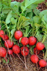 Cherry Belle Radish Heirloom Seeds – Fast Maturing, Crisp Salad Radishes | USA Grown