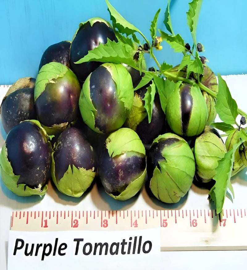 Purple Tomatillo Seeds - Heirloom Sweet Fruit | Open Pollinated, Non GMO
