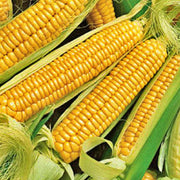 Early Golden Bantam Sweet Corn Seeds – Heirloom Yellow Corn for Early Planting