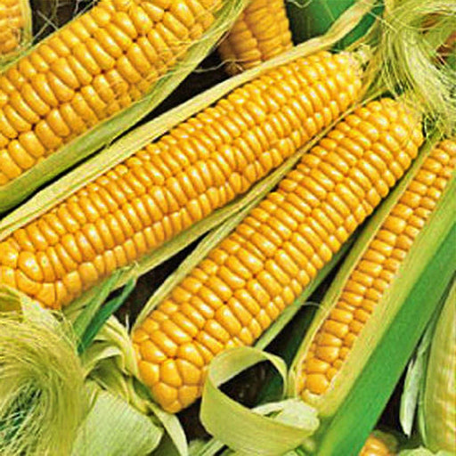 Early Golden Bantam Sweet Corn Seeds – Heirloom Yellow Corn for Early Planting