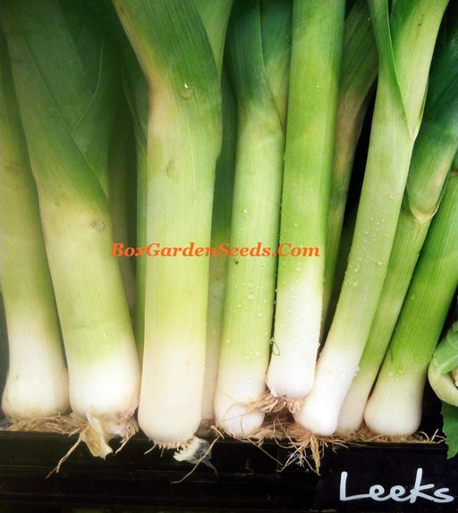 American Flag Leek Seeds - Heirloom, Winter Hardy Giant Musselburgh Variety