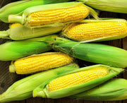 Early Golden Bantam Sweet Corn Seeds – Heirloom Yellow Corn for Early Planting