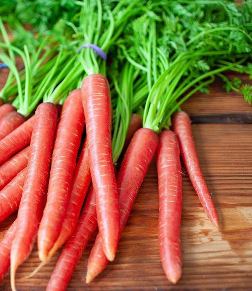 Brilliance Carrot Seeds - Heirloom Red Carrot Variety for Home Garden