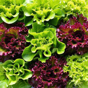 Lettuce Seed Collection – Heirloom, Non GMO Lettuce Seed Blends for Fresh Harvest
